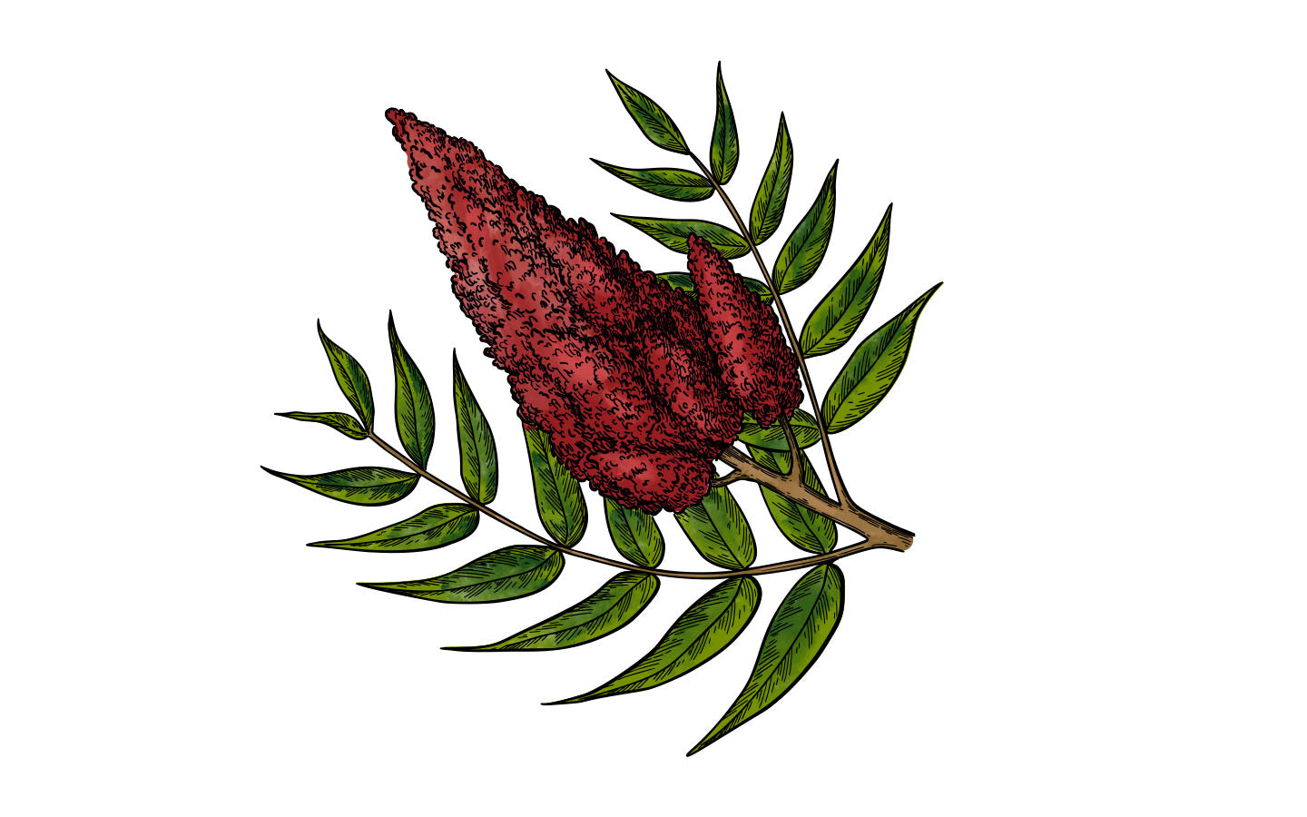 Sumac Tannenbaum's Botanical Hot Sauce