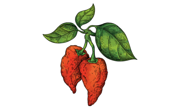 Ghost Peppers